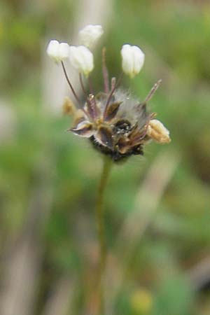 Plantago lagopus \ Hasenfu-Wegerich / Hare's Foot Plantain, Mallorca/Majorca Andratx 3.4.2012