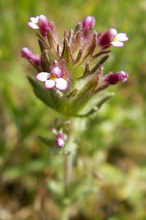 Parentucellia latifolia \ Breitbl�ttrige Parentucellia / Broadleaf Glandweed, Mallorca/Majorca Cala Mondrago 5.4.2012