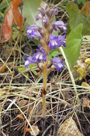 Phelipanche mutelii \ Mutels &Auml;stige Sommerwurz / Mutel's Hemp Broomrape, Mallorca/Majorca Palma 13.4.2012