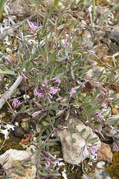 Polygala rupestris \ Felsen-Kreuzblume, Felsen-Kreuzbl&uuml;mchen / Rock Milkwort, Mallorca/Majorca S'Arenal 25.4.2011