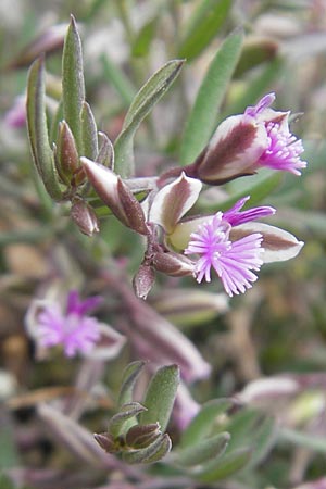 Polygala rupestris \ Felsen-Kreuzblume, Felsen-Kreuzbl&uuml;mchen / Rock Milkwort, Mallorca/Majorca S'Arenal 25.4.2011