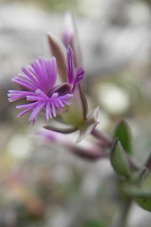 Polygala rupestris \ Felsen-Kreuzblume, Felsen-Kreuzbl&uuml;mchen / Rock Milkwort, Mallorca/Majorca S'Arenal 25.4.2011