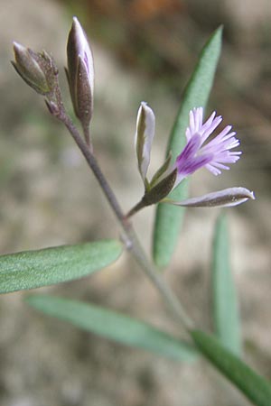 Polygala rupestris \ Felsen-Kreuzblume, Felsen-Kreuzbl&uuml;mchen / Rock Milkwort, Mallorca/Majorca Andratx 22.4.2011
