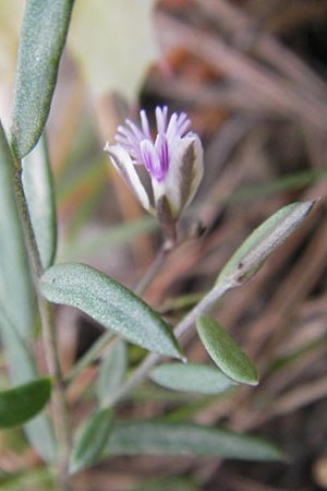 Polygala rupestris \ Felsen-Kreuzblume, Felsen-Kreuzbl&uuml;mchen / Rock Milkwort, Mallorca/Majorca Andratx 22.4.2011