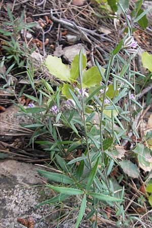 Polygala rupestris \ Felsen-Kreuzblume, Felsen-Kreuzbl&uuml;mchen / Rock Milkwort, Mallorca/Majorca Andratx 22.4.2011