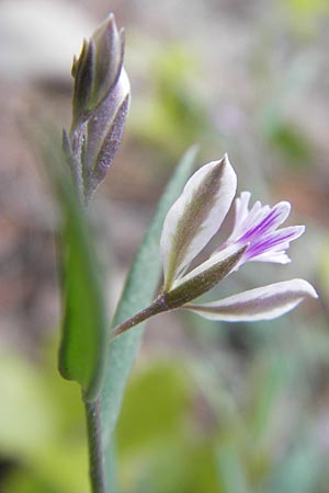 Polygala rupestris \ Felsen-Kreuzblume, Felsen-Kreuzbl&uuml;mchen / Rock Milkwort, Mallorca/Majorca Andratx 22.4.2011