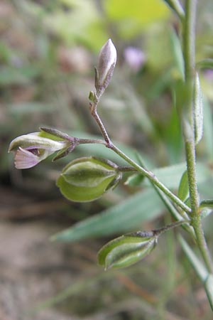 Polygala rupestris \ Felsen-Kreuzblume, Felsen-Kreuzbl&uuml;mchen / Rock Milkwort, Mallorca/Majorca Andratx 22.4.2011