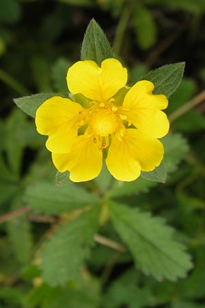 Potentilla reptans \ Kriechendes Fingerkraut, Fnffingerkraut / Creeping Cinquefoil, Mallorca/Majorca S'Albufera 30.4.2011