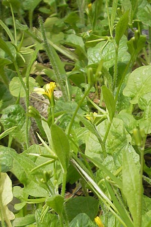 Rhagadiolus edulis \ Essbarer Sichelsalat, Essbarer Sternlattich, Mallorca Lluc 24.4.2011
