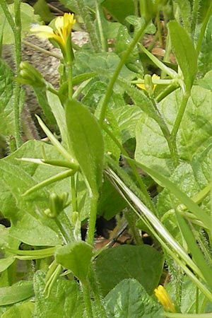 Rhagadiolus edulis \ Essbarer Sichelsalat, Essbarer Sternlattich, Mallorca Lluc 24.4.2011