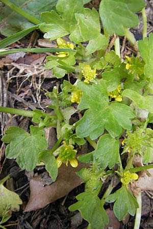 Ranunculus parviflorus \ Kleinbl&uuml;tiger Hahnenfu� / Small-Flowered Buttercup, Mallorca/Majorca Lluc 24.4.2011