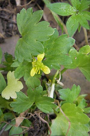 Ranunculus parviflorus \ Kleinbl&uuml;tiger Hahnenfu� / Small-Flowered Buttercup, Mallorca/Majorca Lluc 24.4.2011