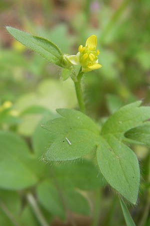 Ranunculus parviflorus \ Kleinbl&uuml;tiger Hahnenfu� / Small-Flowered Buttercup, Mallorca/Majorca Lluc 24.4.2011