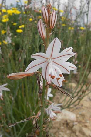 Asphodelus fistulosus \ Rhriger Affodill / Hollow-Leaved Asphodel, Mallorca/Majorca Port de Andratx 3.4.2012