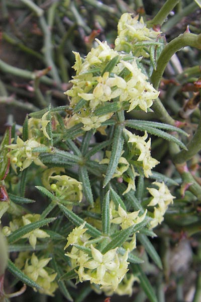 Rubia balearica \ Balearen-R�te / Narrow-Leaved Madder, Mallorca/Majorca Cap Formentor 24.4.2011