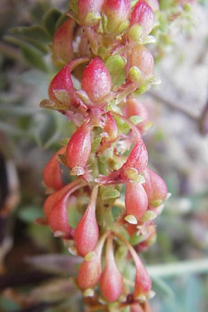 Rumex bucephalophorus subsp. gallicus \ Stierkopf-Ampfer / Horned Dock, Mallorca/Majorca Ca'n Picafort 30.4.2011