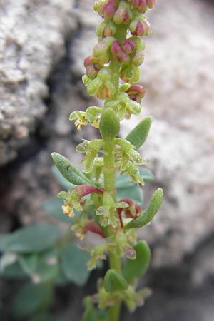 Rumex bucephalophorus subsp. gallicus \ Stierkopf-Ampfer / Horned Dock, Mallorca/Majorca Ca'n Picafort 30.4.2011