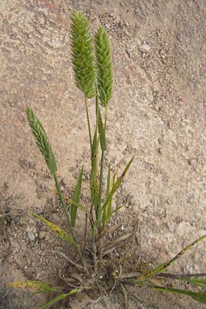 Rostraria cristata \ Echtes B�schelgras / Mediterranean Hair Grass, Mallorca/Majorca Ca'n Picafort 30.4.2011