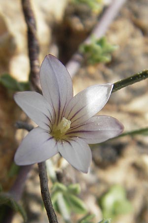 Romulea columnae \ Colonnas Scheinkrokus / Colonna's Sand Crocus, Mallorca/Majorca Cala Mondrago 5.4.2012