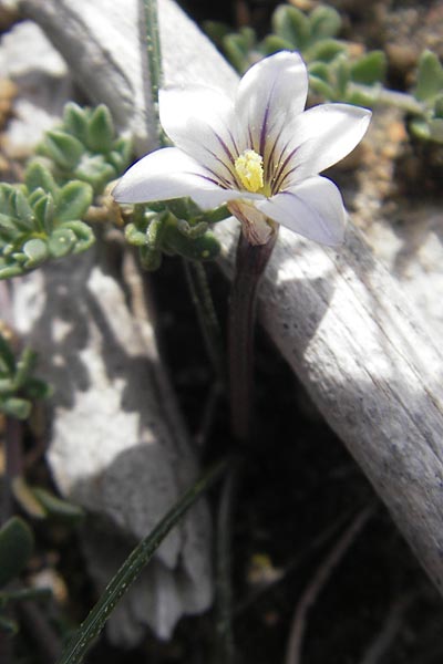 Romulea columnae \ Colonnas Scheinkrokus / Colonna's Sand Crocus, Mallorca/Majorca Cala Mondrago 5.4.2012