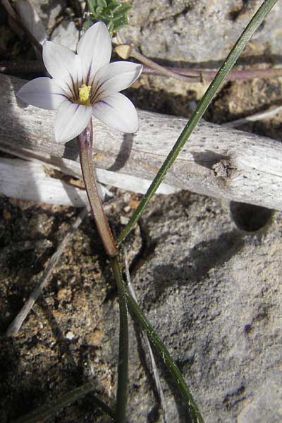Romulea columnae \ Colonnas Scheinkrokus / Colonna's Sand Crocus, Mallorca/Majorca Cala Mondrago 5.4.2012