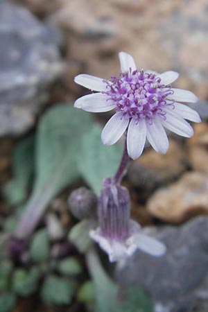 Senecio rodriguezii \ Balearen-Greiskraut / Balearic Ragwort, Mallorca/Majorca Torrent de Pareis 27.4.2011