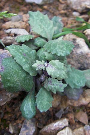 Senecio rodriguezii \ Balearen-Greiskraut / Balearic Ragwort, Mallorca/Majorca Torrent de Pareis 27.4.2011