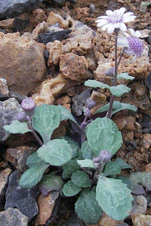Senecio rodriguezii \ Balearen-Greiskraut / Balearic Ragwort, Mallorca/Majorca Torrent de Pareis 27.4.2011