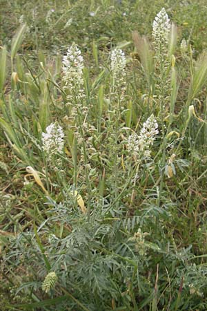 Reseda alba \ Weie Resede / White Mignonette, Mallorca/Majorca Ca'n Picafort 30.4.2011