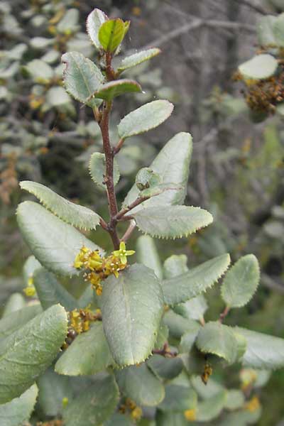 Rhamnus ludovici-salvatoris \ Erzherzog Ludwig-Salvator-Kreuzdorn / Ludwig Salvator Buckthorn, Mallorca/Majorca Soller Botan. Gar.  23.4.2011