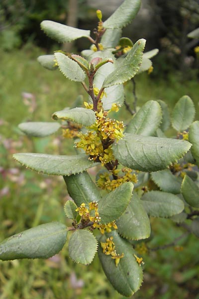 Rhamnus ludovici-salvatoris \ Erzherzog Ludwig-Salvator-Kreuzdorn / Ludwig Salvator Buckthorn, Mallorca/Majorca Soller Botan. Gar.  23.4.2011