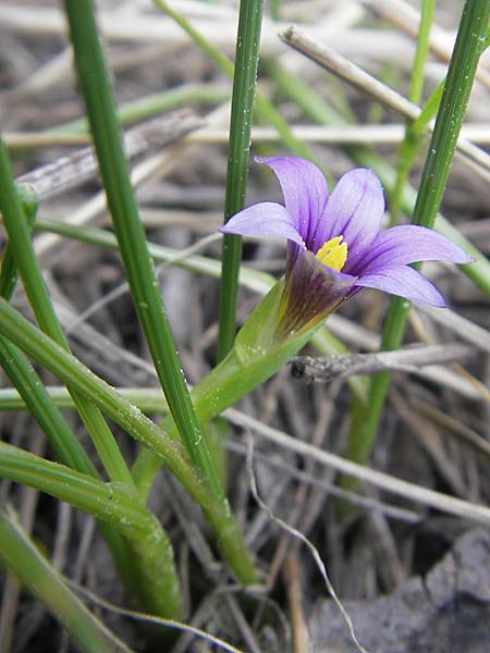 Romulea columnae \ Colonnas Scheinkrokus / Colonna's Sand Crocus, Mallorca/Majorca Andratx 3.4.2012