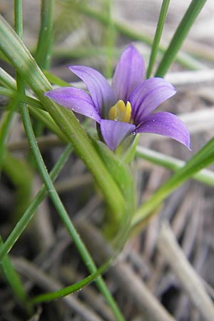 Romulea columnae \ Colonnas Scheinkrokus / Colonna's Sand Crocus, Mallorca/Majorca Andratx 3.4.2012