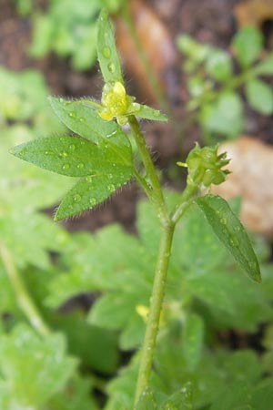 Ranunculus parviflorus \ Kleinbl&uuml;tiger Hahnenfu� / Small-Flowered Buttercup, Mallorca/Majorca Jardines de Alfabia 6.4.2012