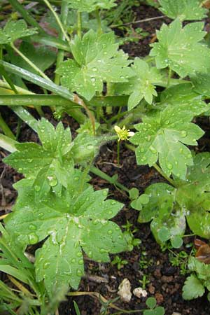 Ranunculus parviflorus \ Kleinbl&uuml;tiger Hahnenfu� / Small-Flowered Buttercup, Mallorca/Majorca Jardines de Alfabia 6.4.2012