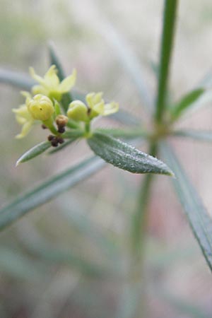 Rubia balearica \ Balearen-R�te / Narrow-Leaved Madder, Mallorca/Majorca Andratx 22.4.2011