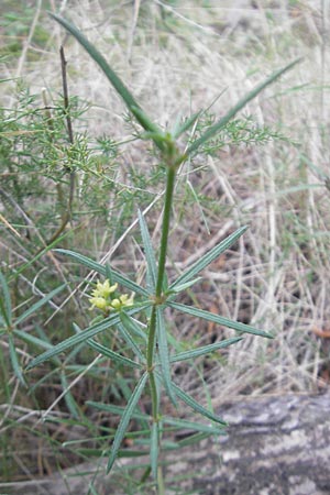 Rubia balearica \ Balearen-R�te / Narrow-Leaved Madder, Mallorca/Majorca Andratx 22.4.2011