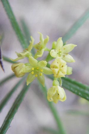 Rubia balearica \ Balearen-R�te / Narrow-Leaved Madder, Mallorca/Majorca Andratx 22.4.2011
