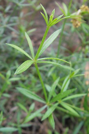 Rubia balearica \ Balearen-R�te / Narrow-Leaved Madder, Mallorca/Majorca Soller Botan. Gar.  23.4.2011