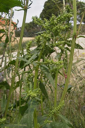 Rumex conglomeratus \ Knuelbltiger Ampfer / Whorled Dock, Mallorca/Majorca Sant Elm 29.4.2011