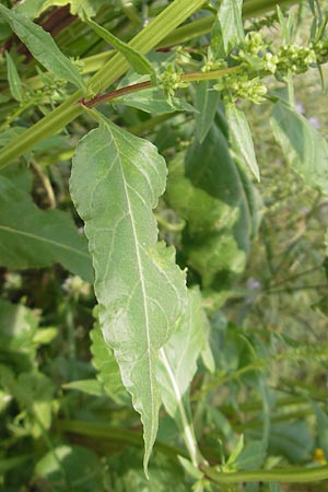 Rumex conglomeratus \ Knuelbltiger Ampfer / Whorled Dock, Mallorca/Majorca Sant Elm 29.4.2011