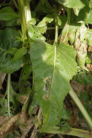 Rumex conglomeratus \ Knuelbltiger Ampfer / Whorled Dock, Mallorca/Majorca Sant Elm 29.4.2011