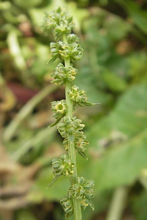 Rumex conglomeratus \ Knuelbltiger Ampfer / Whorled Dock, Mallorca/Majorca Sant Elm 29.4.2011