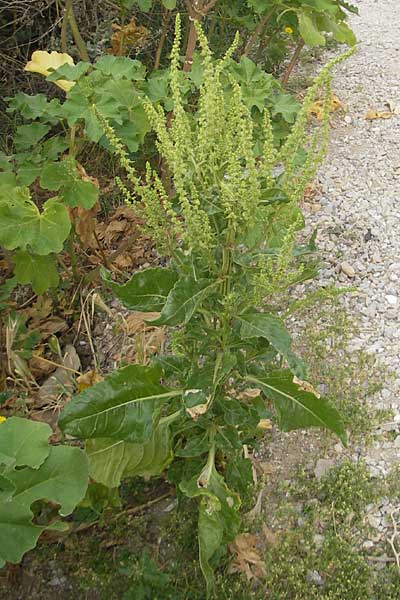 Rumex conglomeratus \ Knuelbltiger Ampfer / Whorled Dock, Mallorca/Majorca Sant Elm 29.4.2011