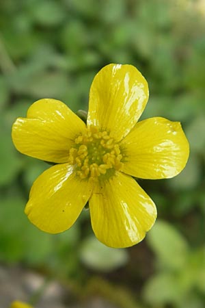 Ranunculus weyleri \ Weylers Hahnenfu� / Weyler's Buttercup, Mallorca/Majorca Soller Botan. Gar.  23.4.2011