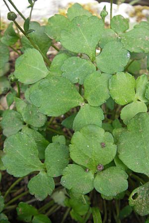 Ranunculus weyleri \ Weylers Hahnenfu� / Weyler's Buttercup, Mallorca/Majorca Soller Botan. Gar.  23.4.2011
