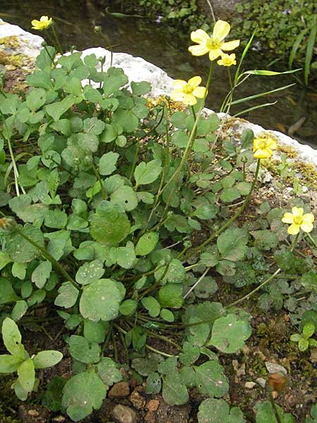 Ranunculus weyleri \ Weylers Hahnenfu� / Weyler's Buttercup, Mallorca/Majorca Soller Botan. Gar.  23.4.2011