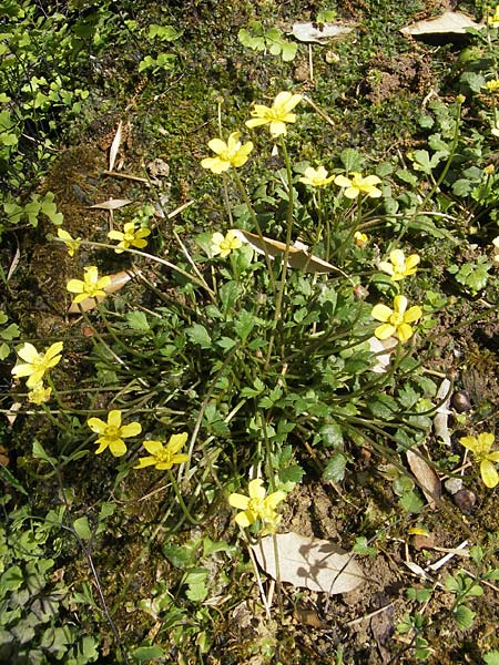 Ranunculus weyleri \ Weylers Hahnenfu� / Weyler's Buttercup, Mallorca/Majorca Soller Botan. Gar.  23.4.2011