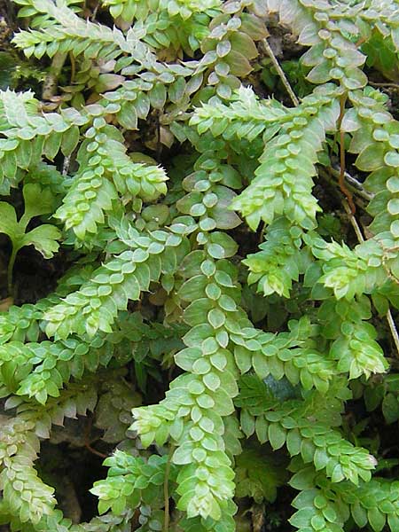 Selaginella denticulata \ Gez&auml;hnter Moosfarn / Tooth-Leaved Clubmoss, Mallorca/Majorca Torrent de Pareis 27.4.2011