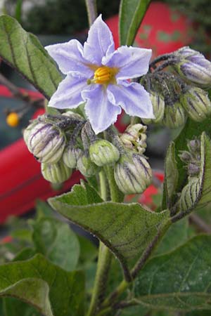 Solanum bonariense \ Argentinischer Nachtschatten / Argentinian Nightshade, Mallorca/Majorca Port de Andratx 5.4.2012